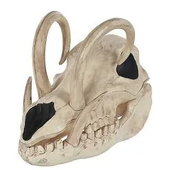 Spirit Halloween Boar Skull